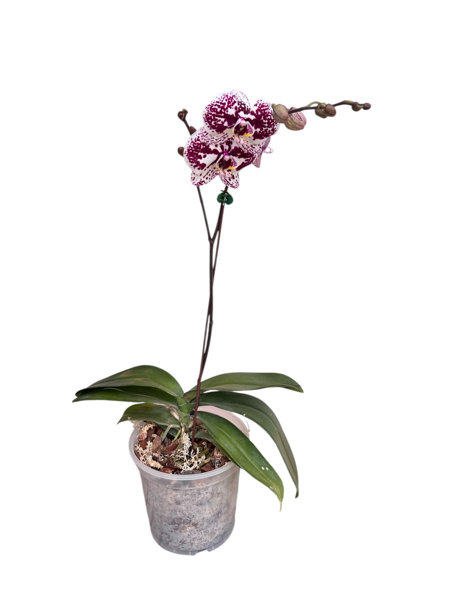 Phalaenopsis Orchid