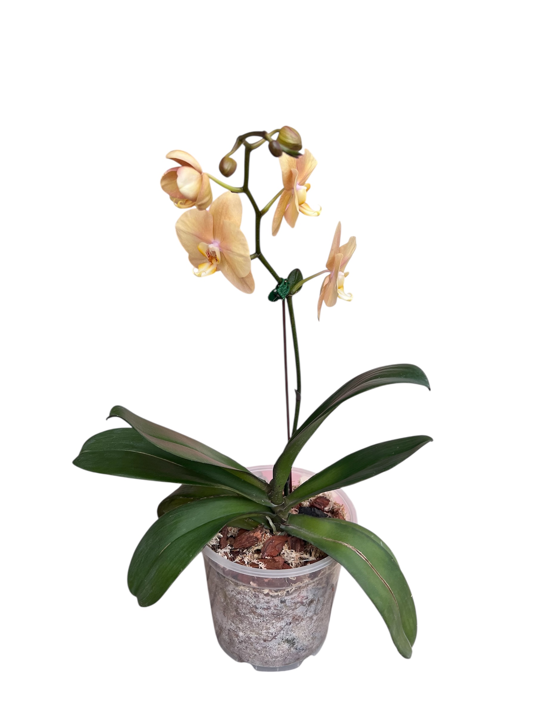 Phalaenopsis Orchid