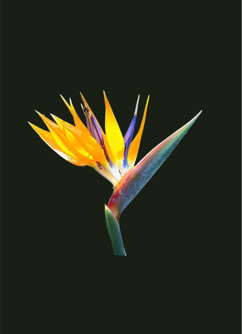 ave del paraiso o sterlitzia enana