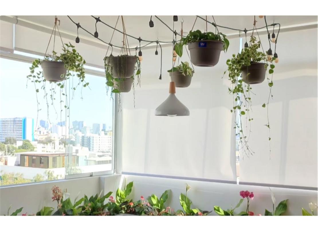 vinca minor colgante