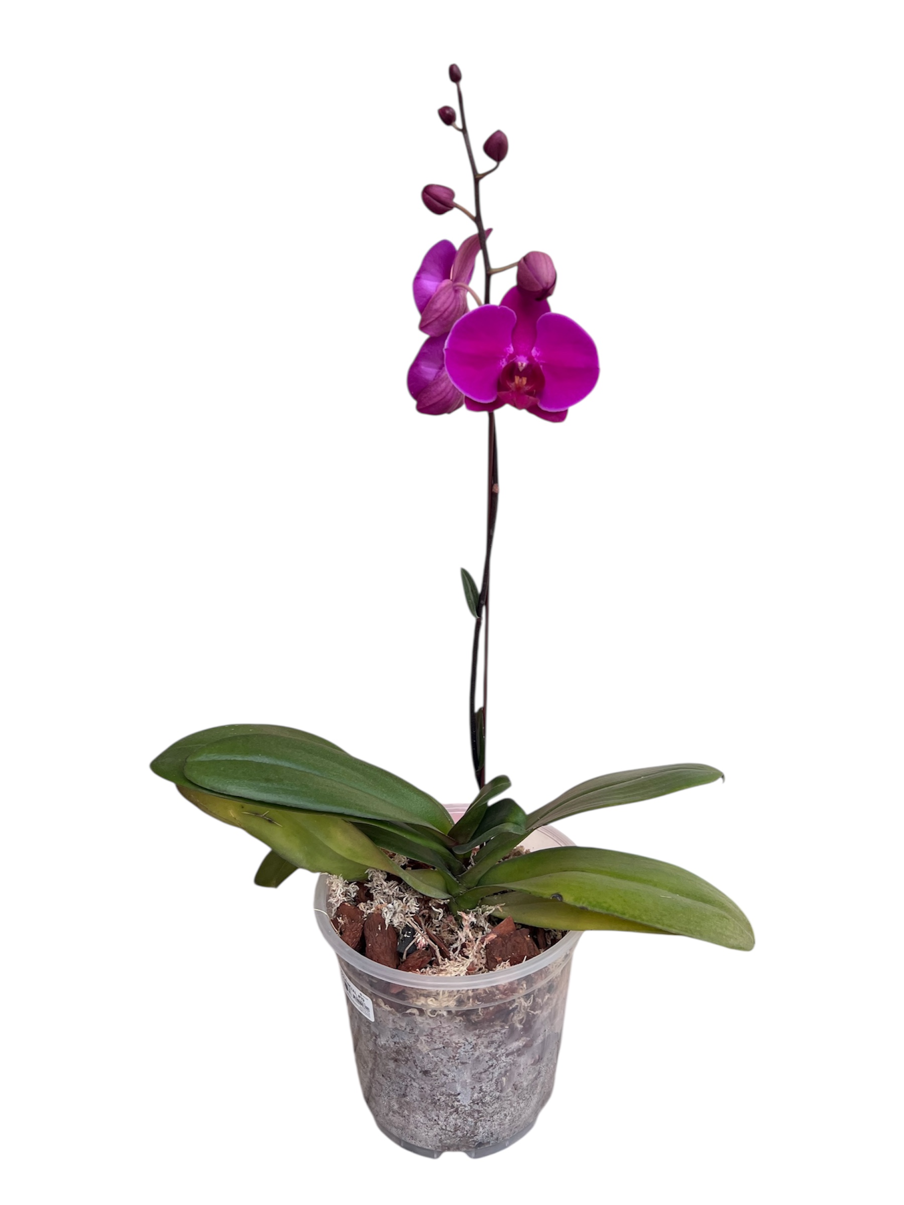 Purple Orchid