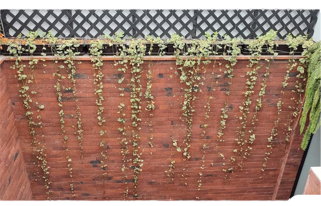 vinca minor colgante