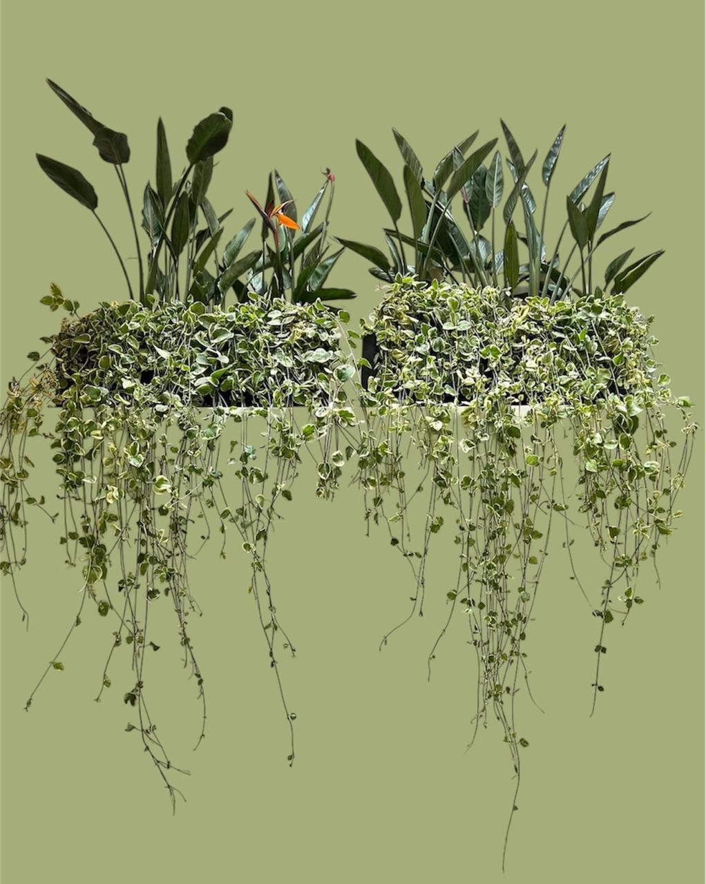 vinca minor colgante