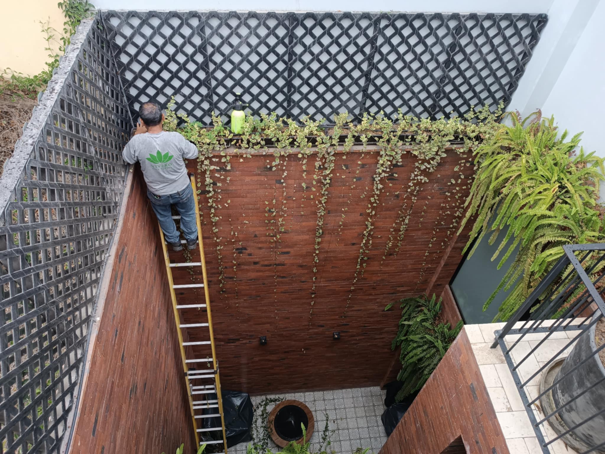 vinca minor colgante