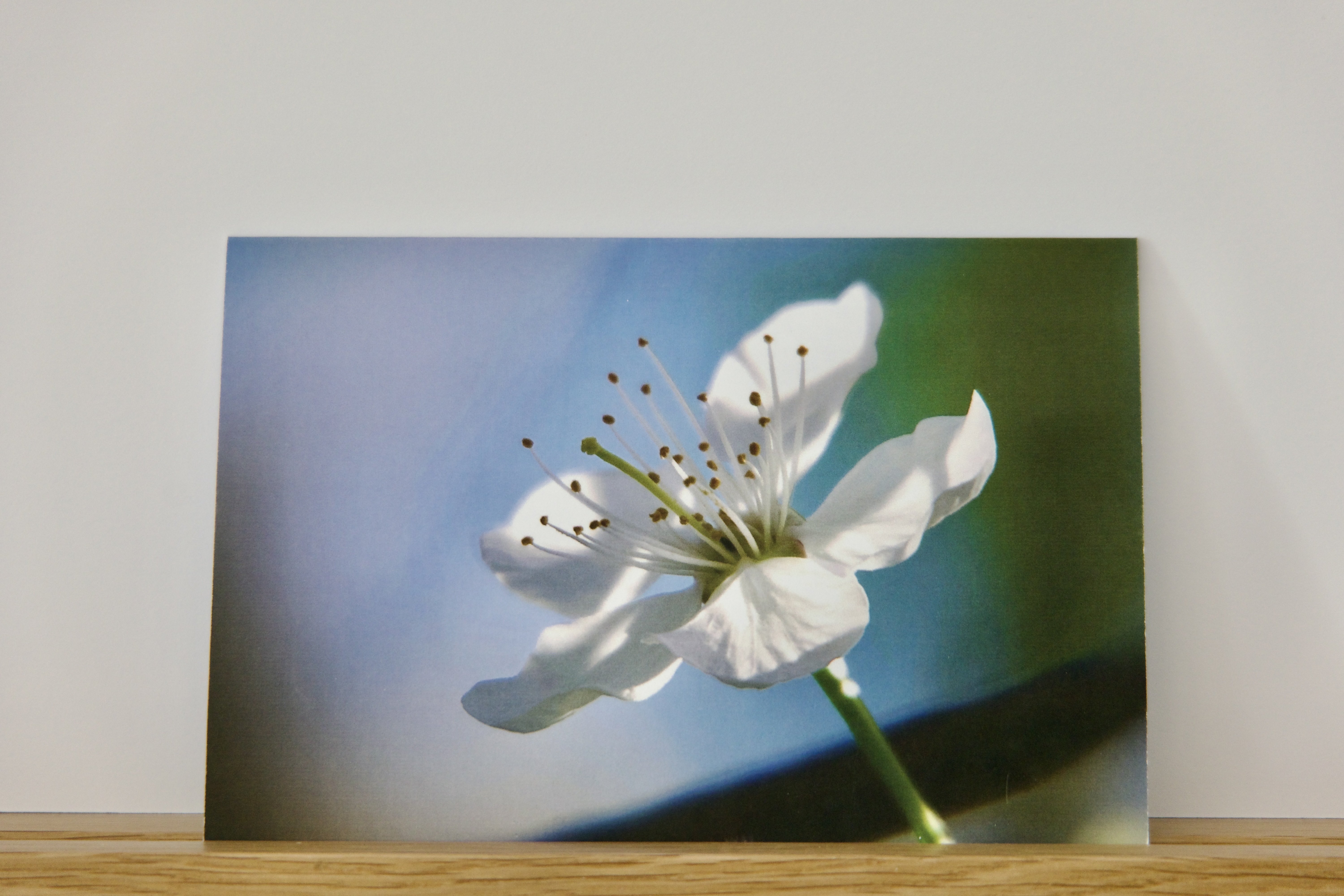 Carte Artistique "Douceur Printanière"