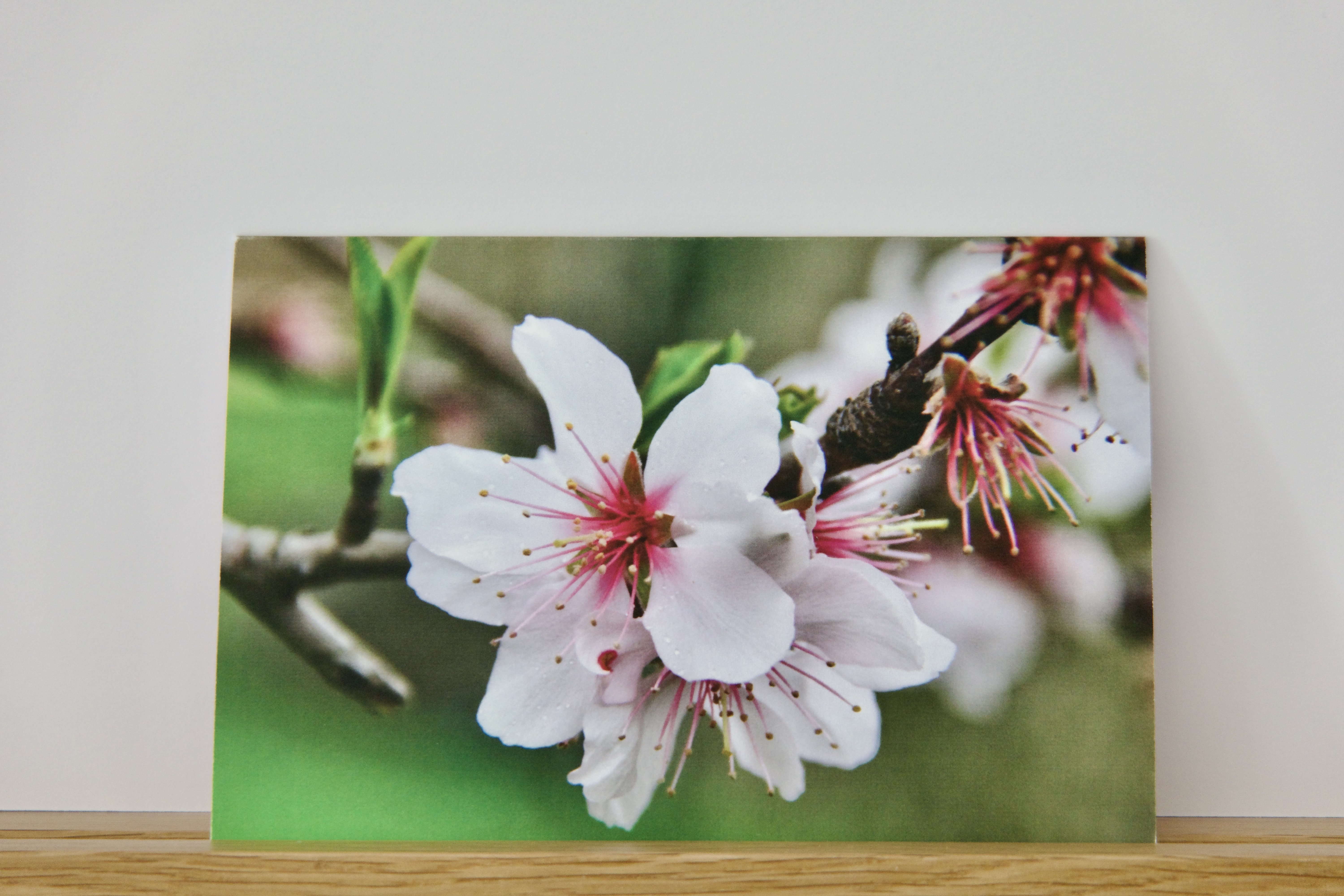 Carte Artistique "Eclosion"