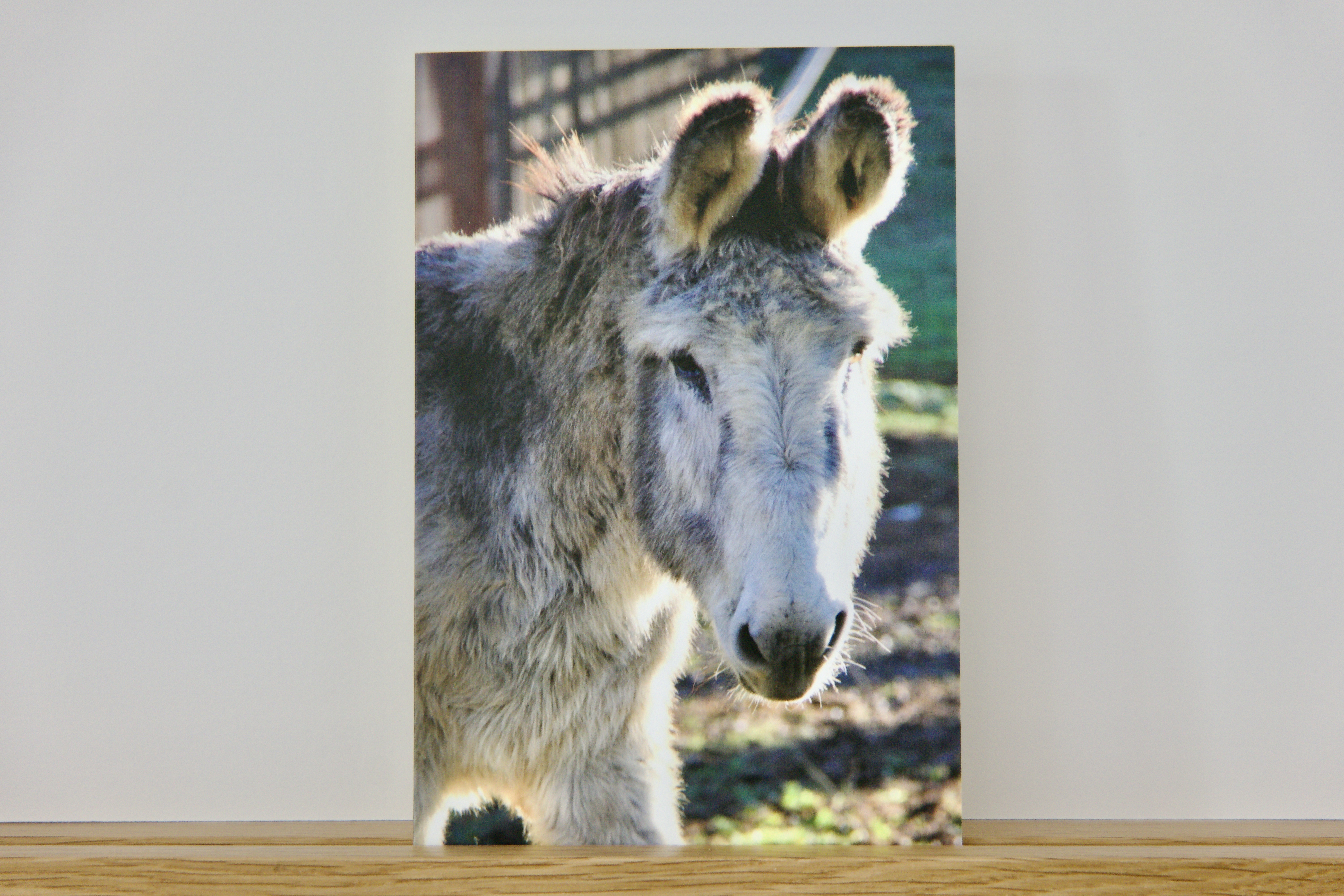 Carte Artistique "Peluche"