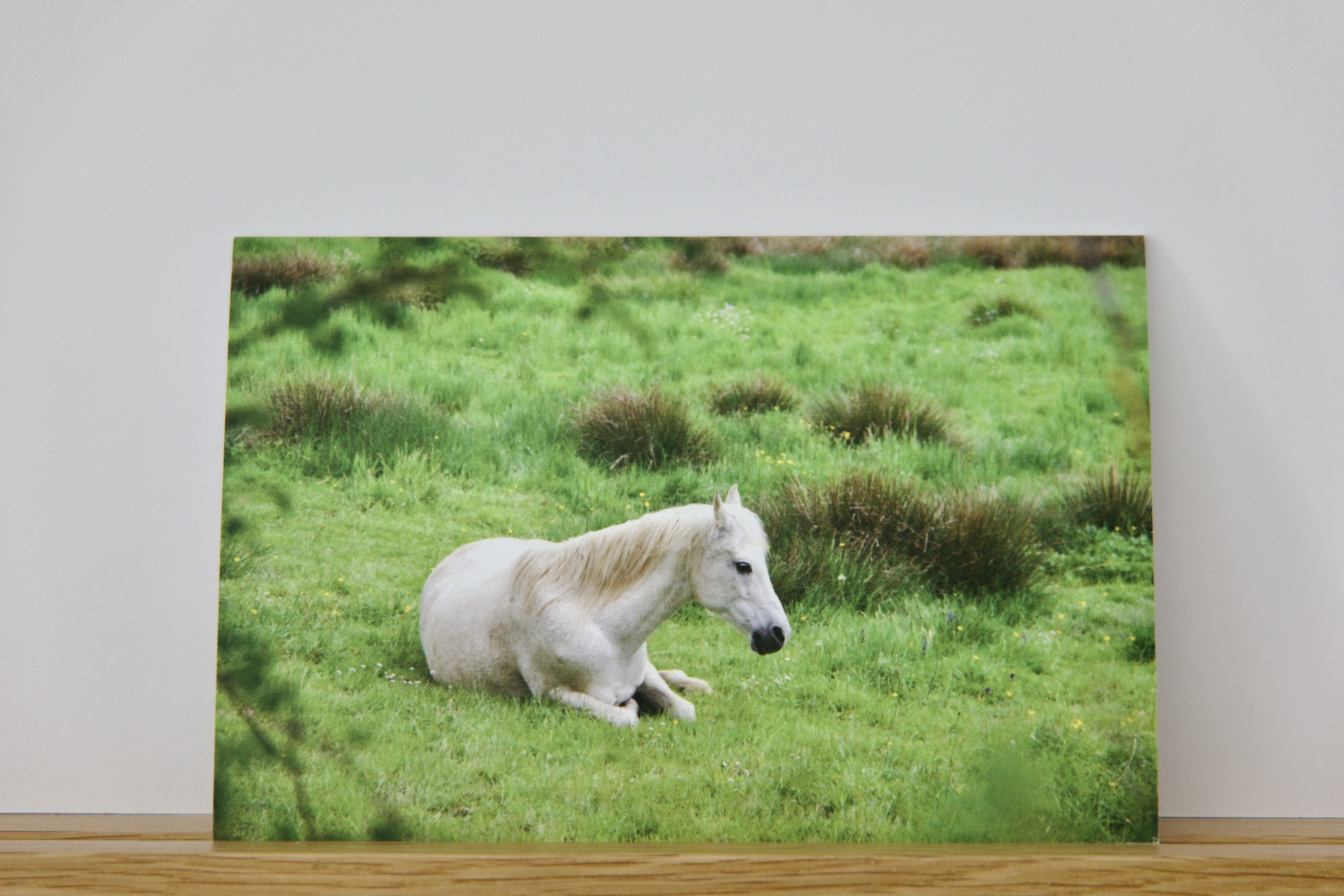 Carte Artistique "Maximus"