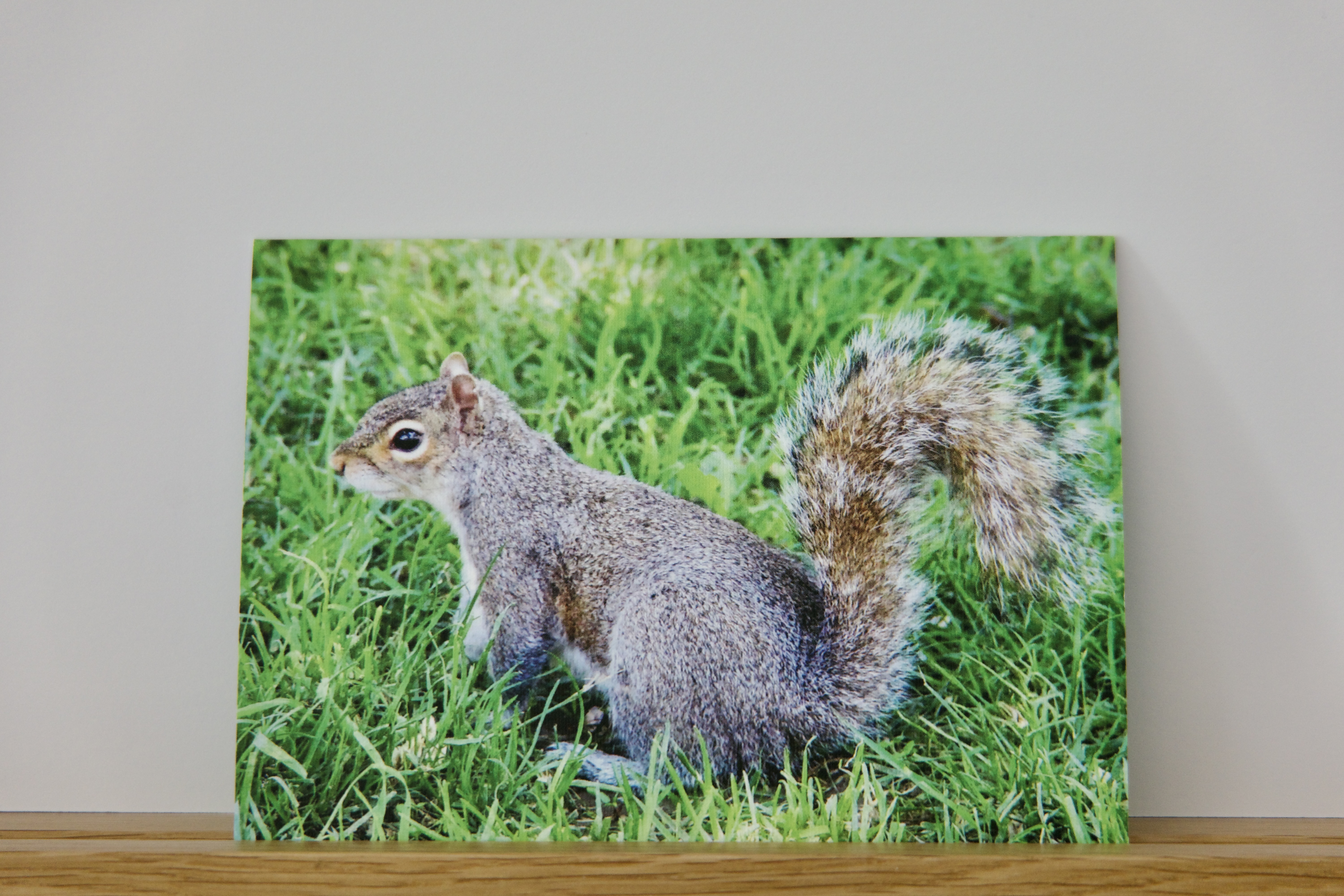 Carte Artistique "Mr Nut"