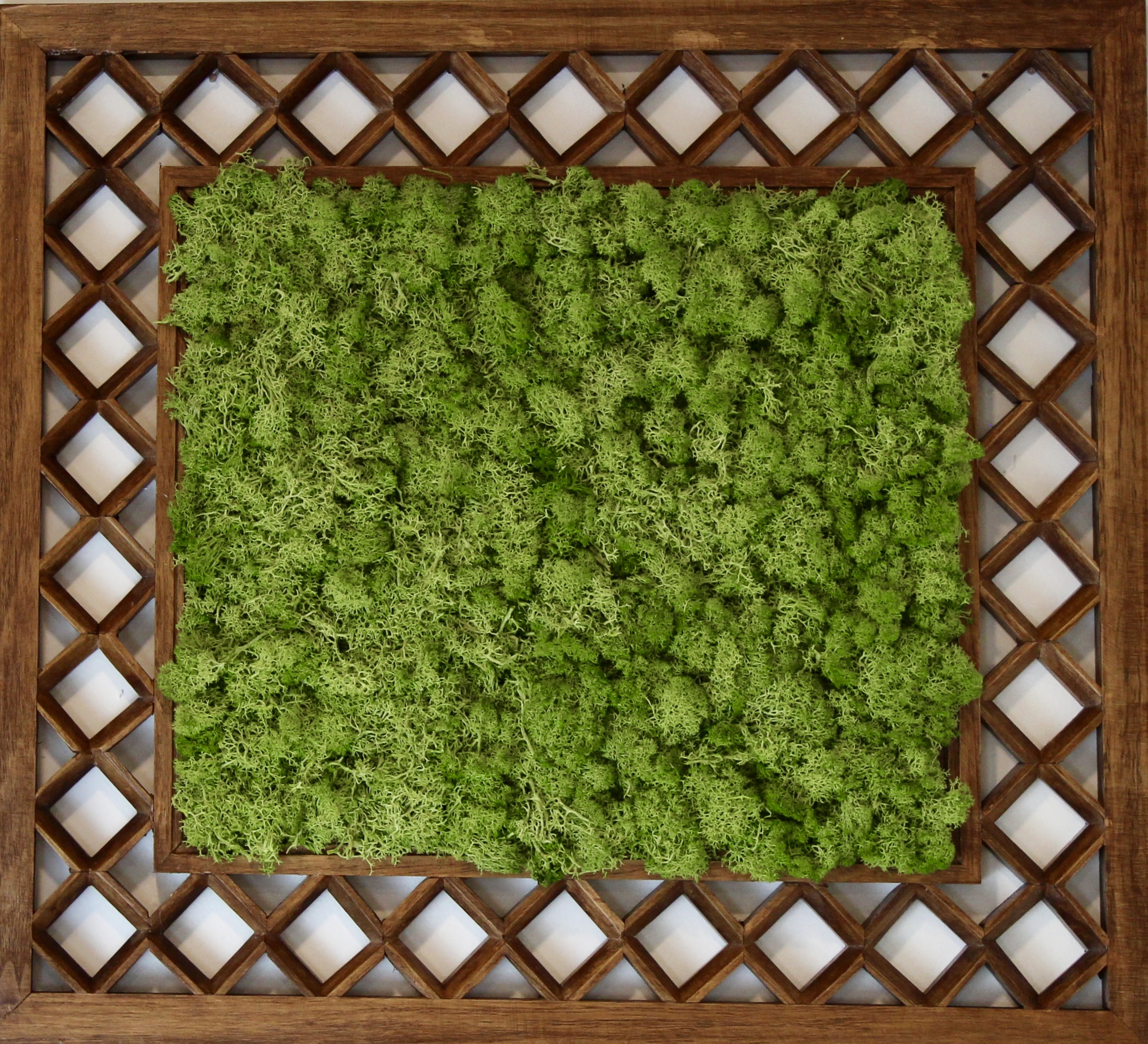 Sedum Angelina 