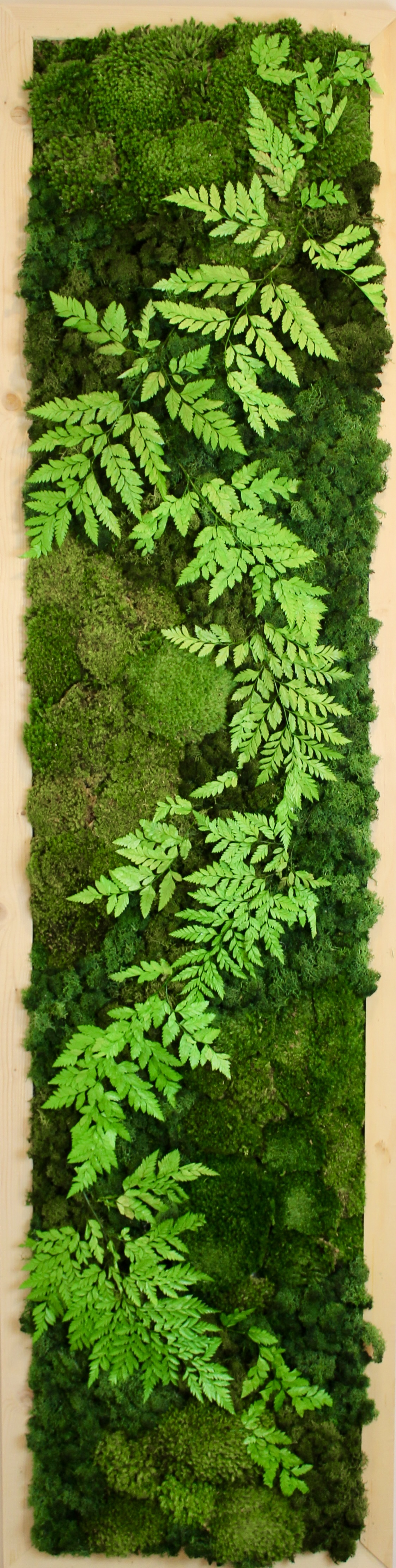 Fern Garden