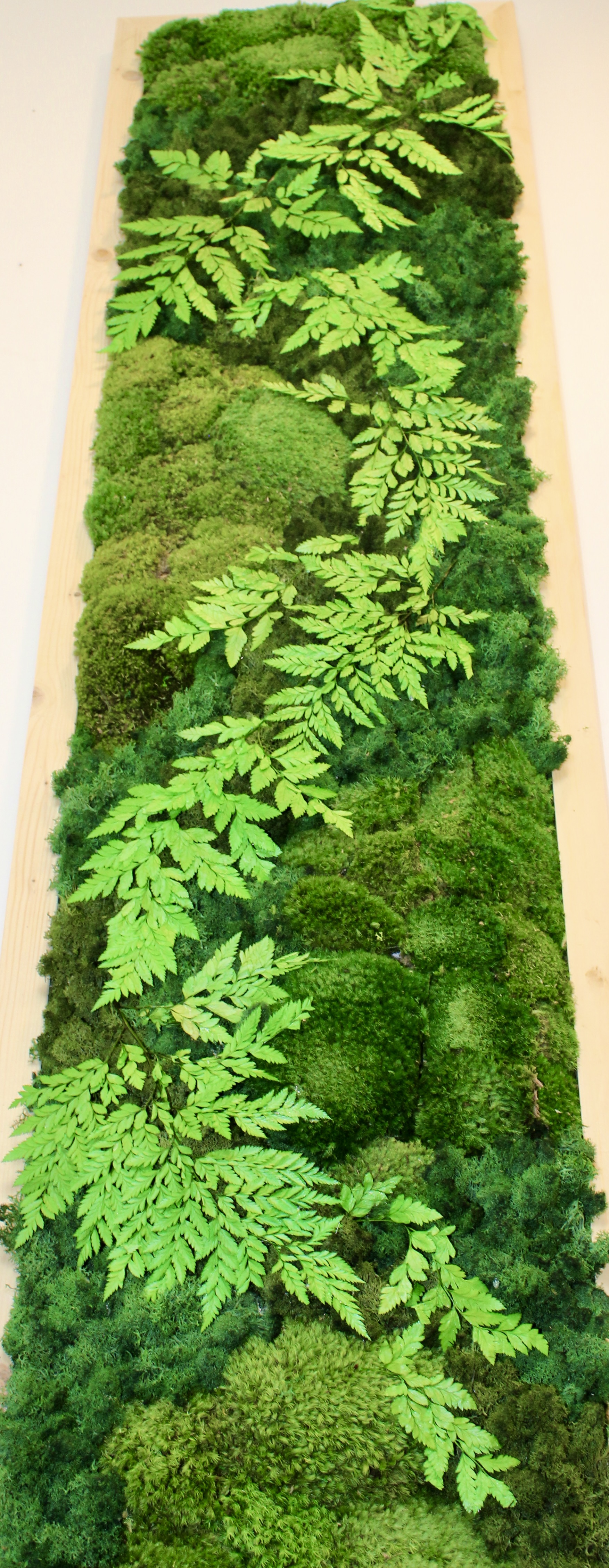 Fern Garden 