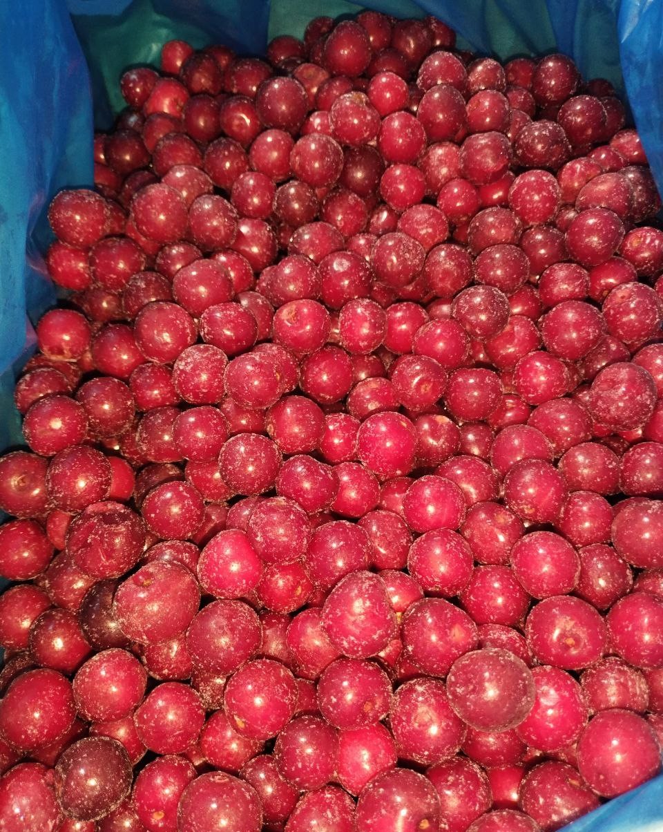 IQF Pitted Sour Cherries