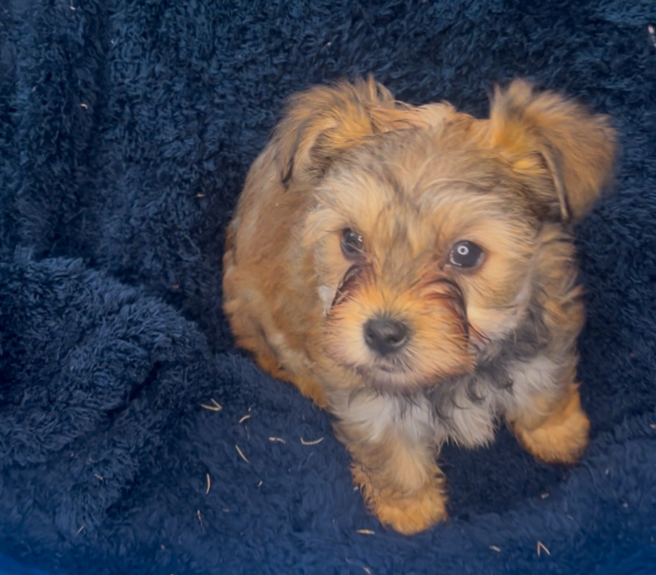 Ginger, Born 12/15/2024 (Female)