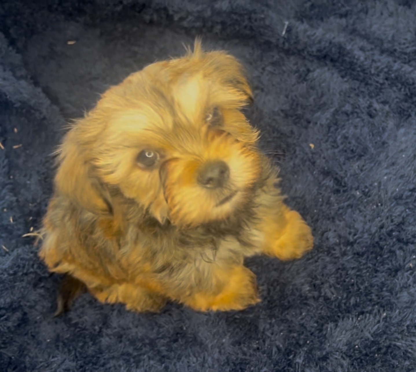 Milo, Born 12/15/2024 (Male)