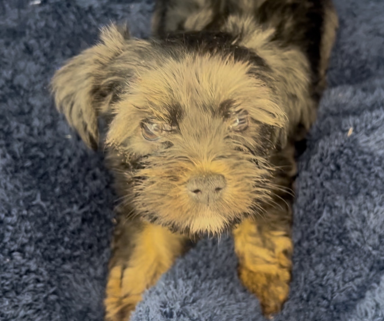 Moana, Born 12/16/2024 (Female)