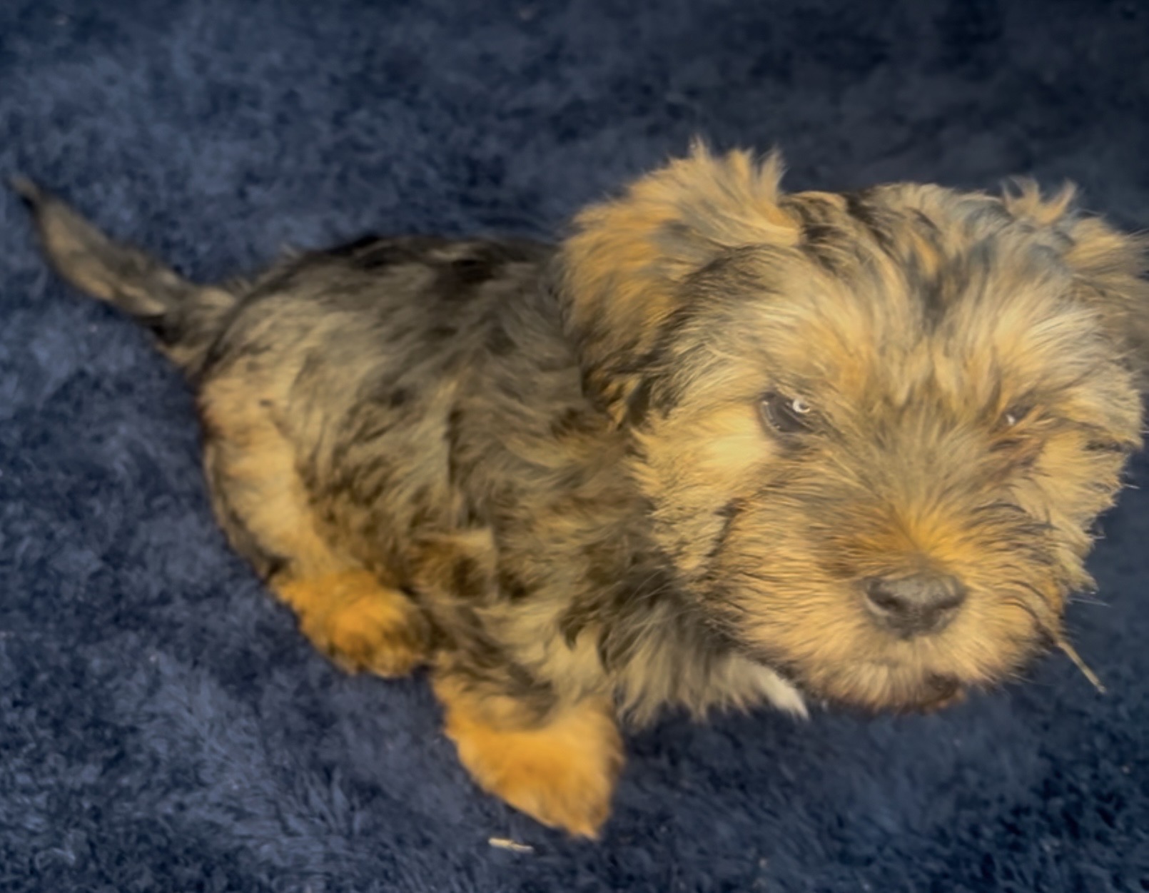 Laila, Born 12/16/2024 (Female)