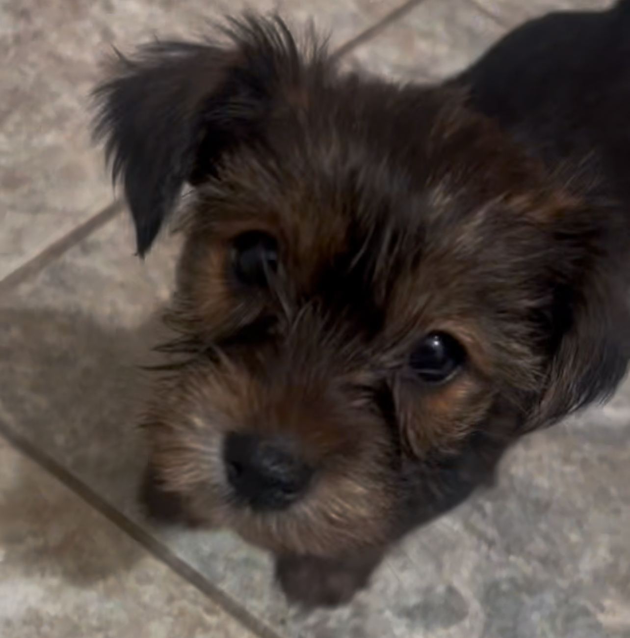 Autumn, Born 12/16/2024 (Female)