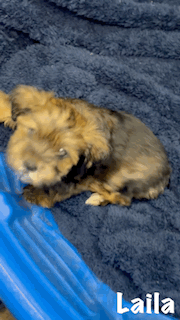 Laila, Born 12/16/2024 (Female)