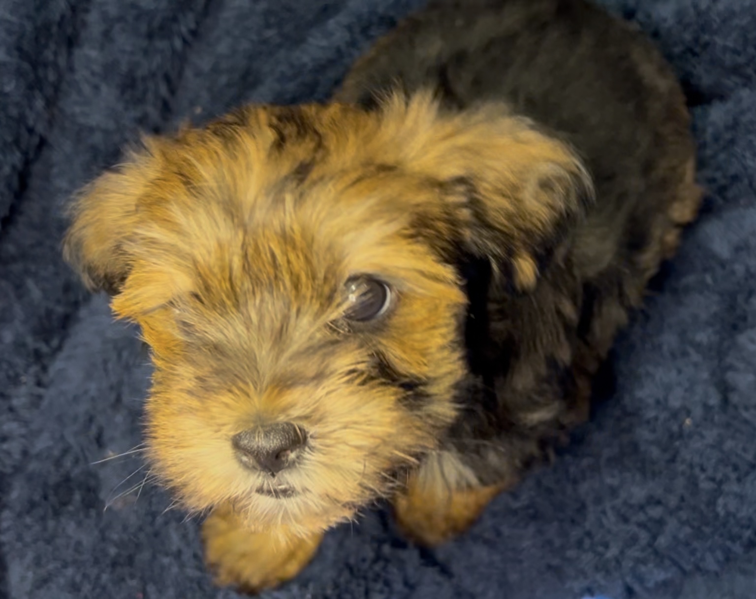 Laila, Born 12/16/2024 (Female)
