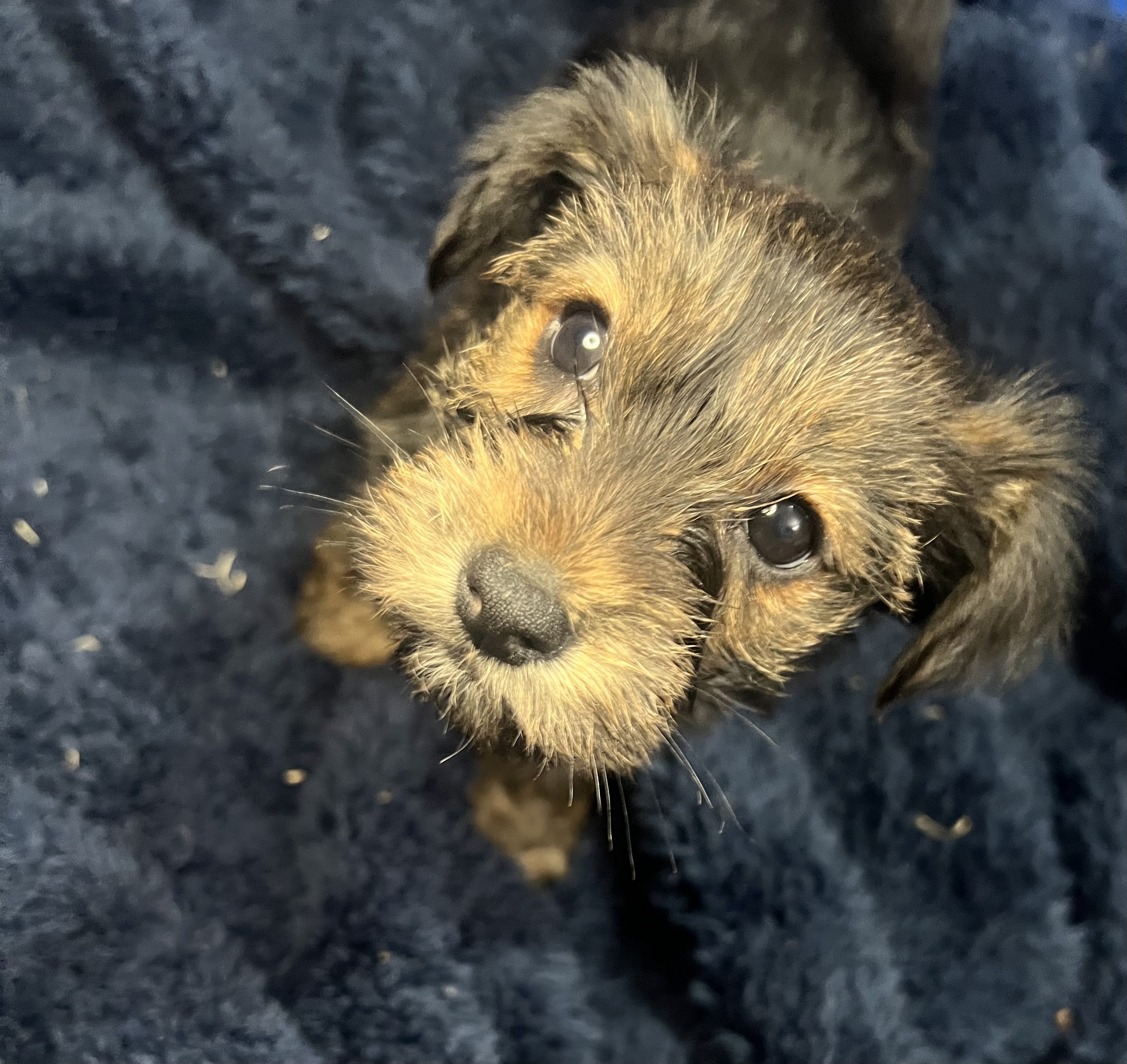 Autumn, Born 12/16/2024 (Female)