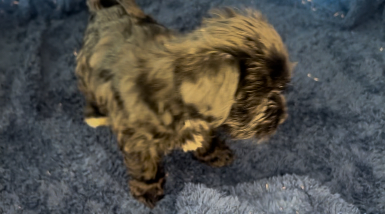 Iyah, Born 12/16/2024 (Female)