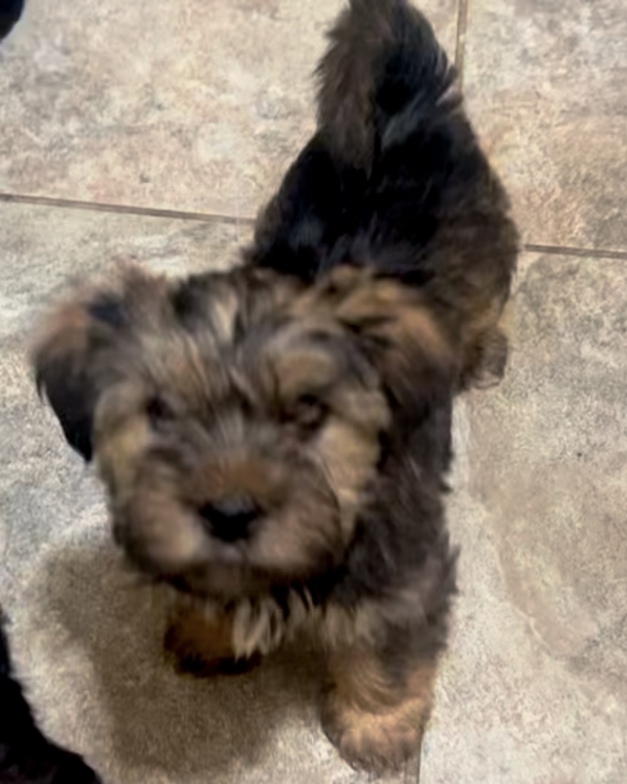 Diesel, Born 12/15/2024 (Male)