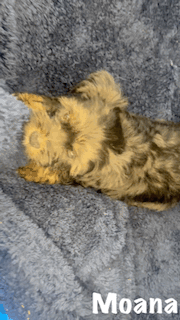Moana, Born 12/16/2024 (Female)
