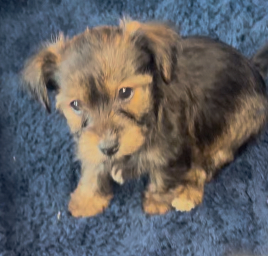 Autumn, Born 12/16/2024 (Female)