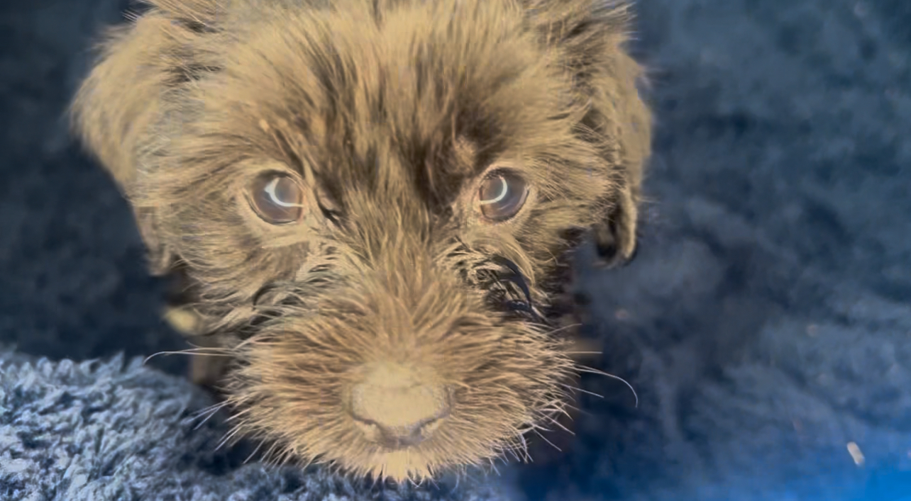 Iyah, Born 12/16/2024 (Female)