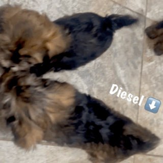 Diesel, Born 12/15/2024 (Male)