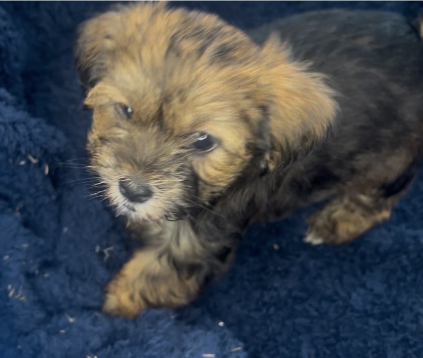 Laila, Born 12/16/2024 (Female)