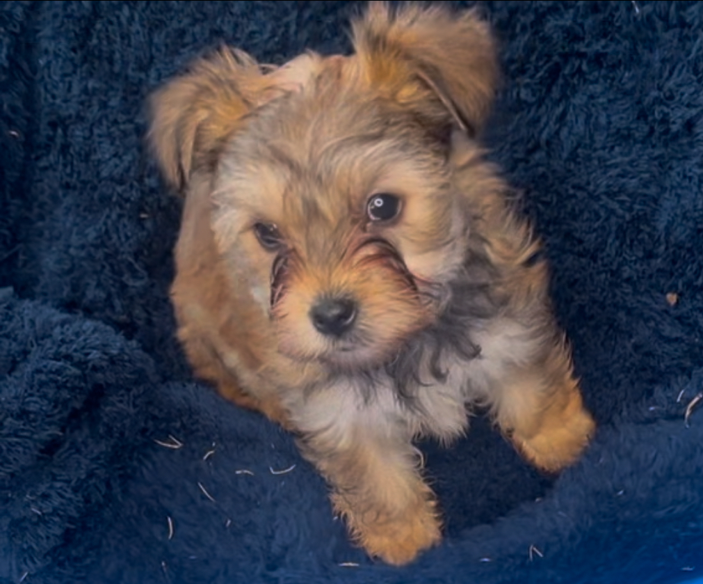 Ginger, Born 12/15/2024 (Female)
