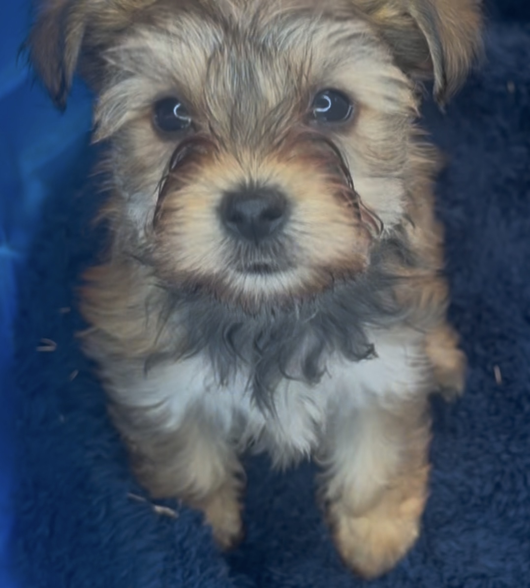 Milo, Born 12/15/2024 (Male)