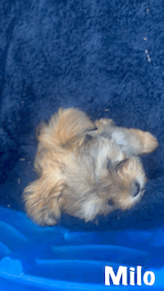 Milo, Born 12/15/2024 (Male)
