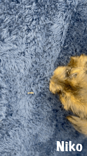 Niko, Born 12/15/2024 (Male)