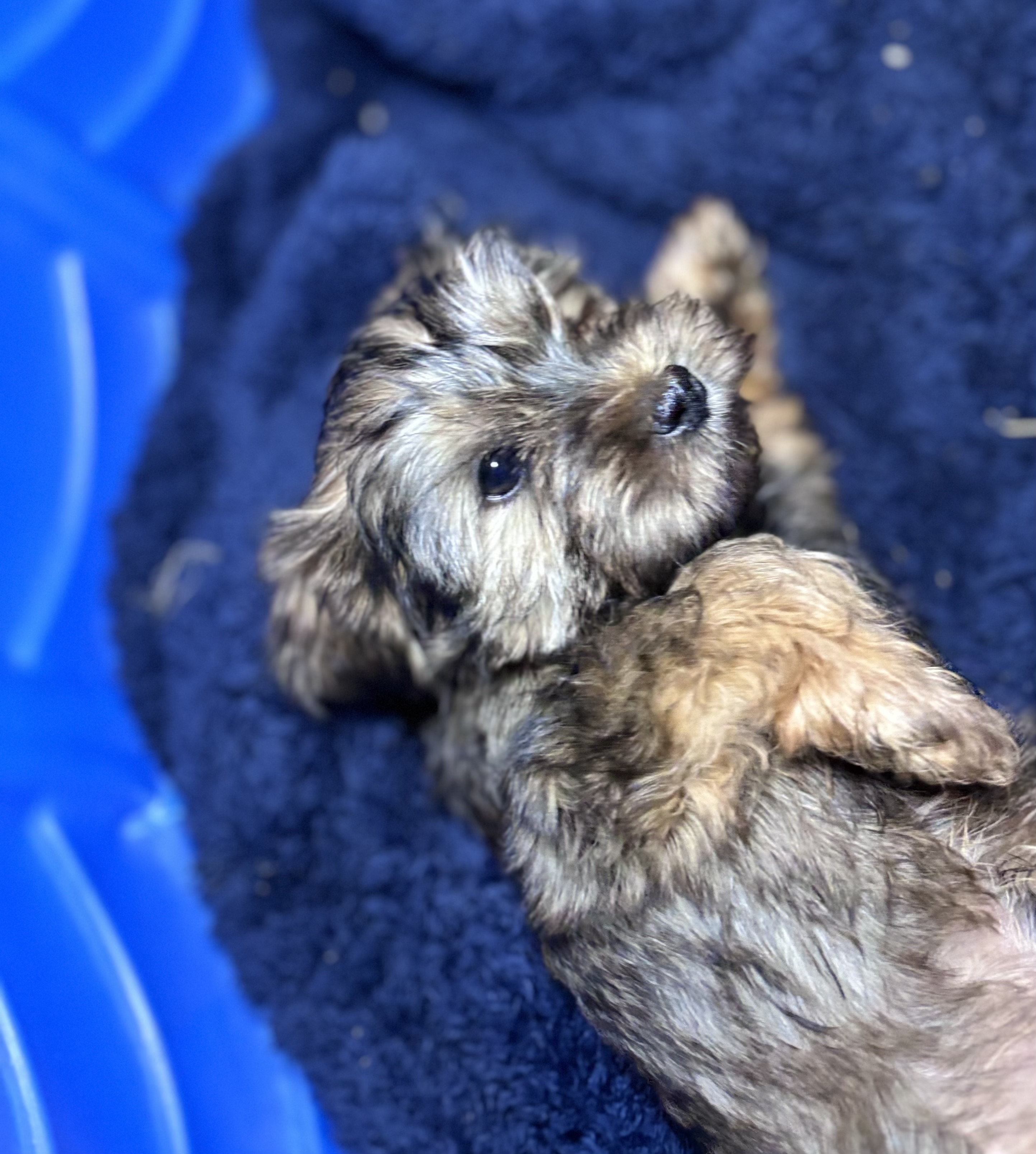 Diesel, Born 12/15/2024 (Male)