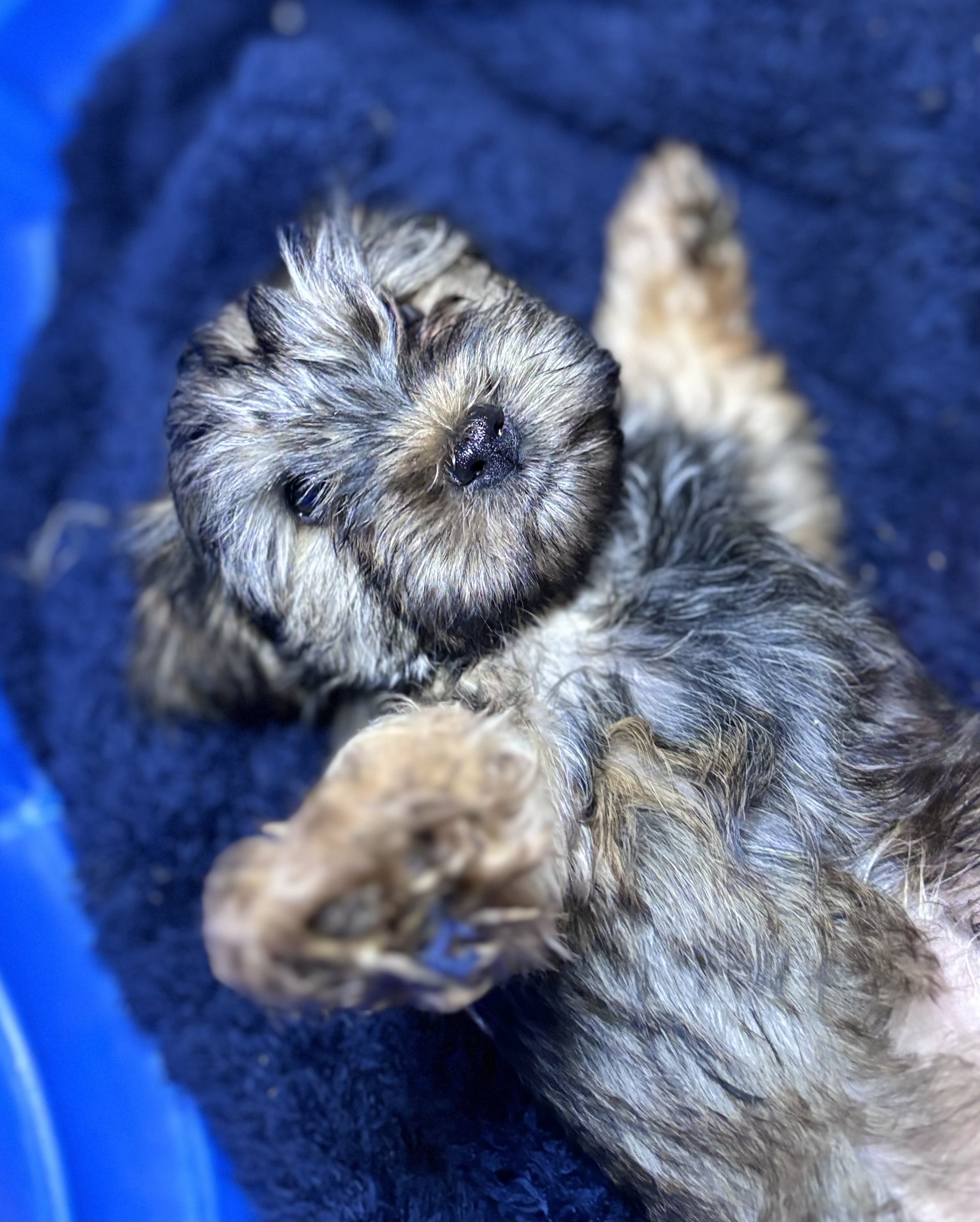 Diesel, Born 12/15/2024 (Male)