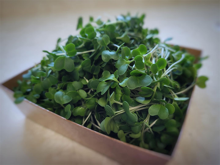Broccoli Microgreens