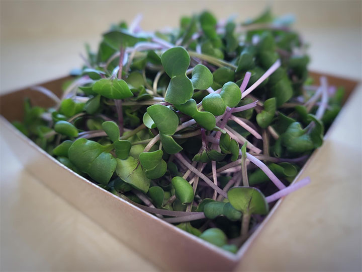Radish Microgreens