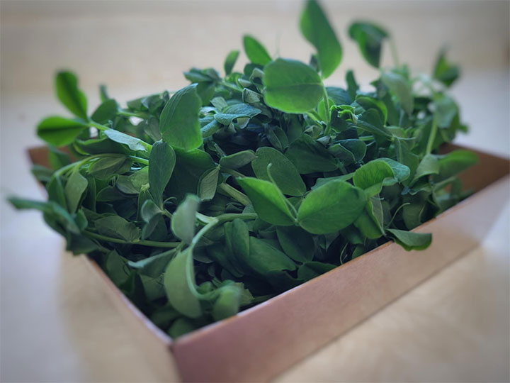 Pea Microgreens