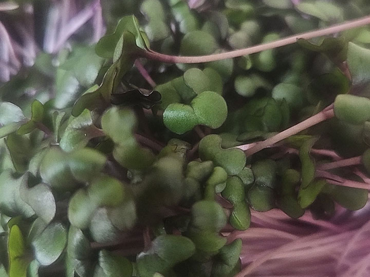 Salad Mix