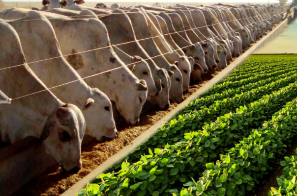 [24/11/2025] - 2º ano A - Agropecuária (08:10 - 09:00)