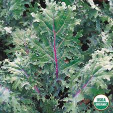Organic Red Russian Kale 10 oz