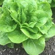 Organic Butter Crunch Lettuce 5 oz