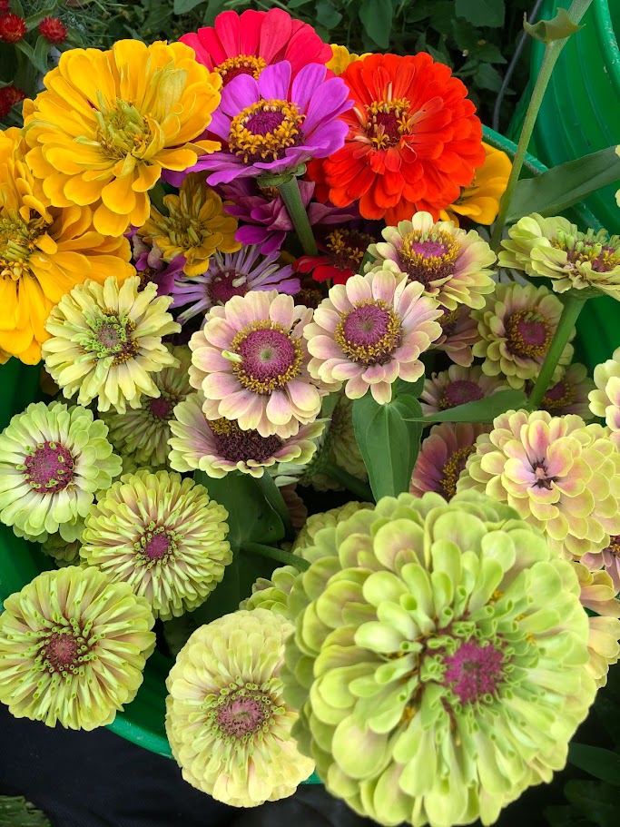 Monthly Farm Bouquets~ $17/bouquet