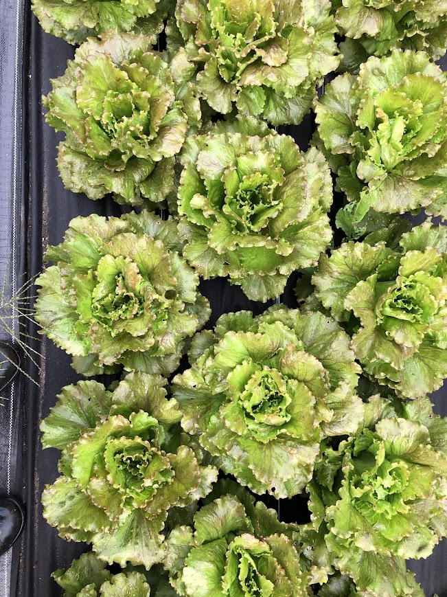 6-pack of Lettuce heads