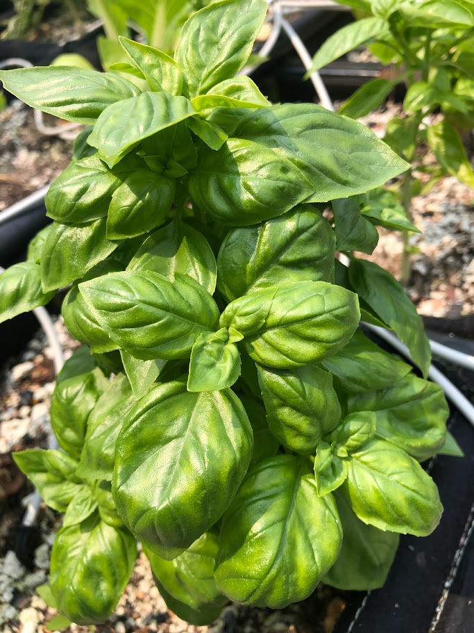 Genovese Basil 3" pot