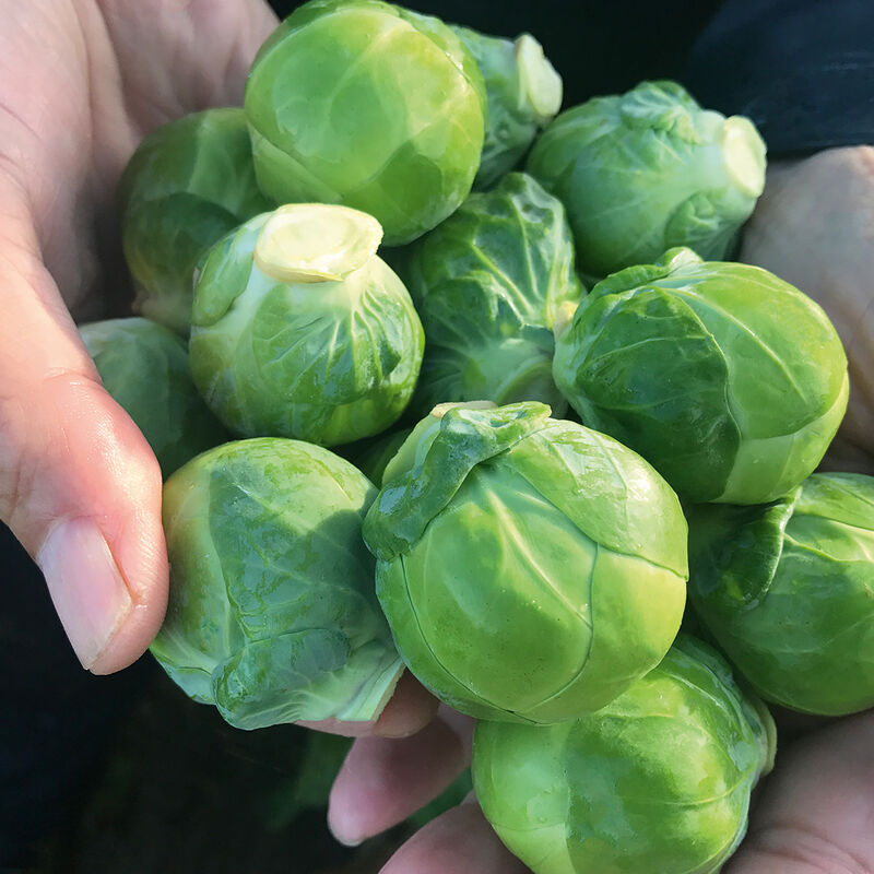 Brussel Sprouts 6-pack
