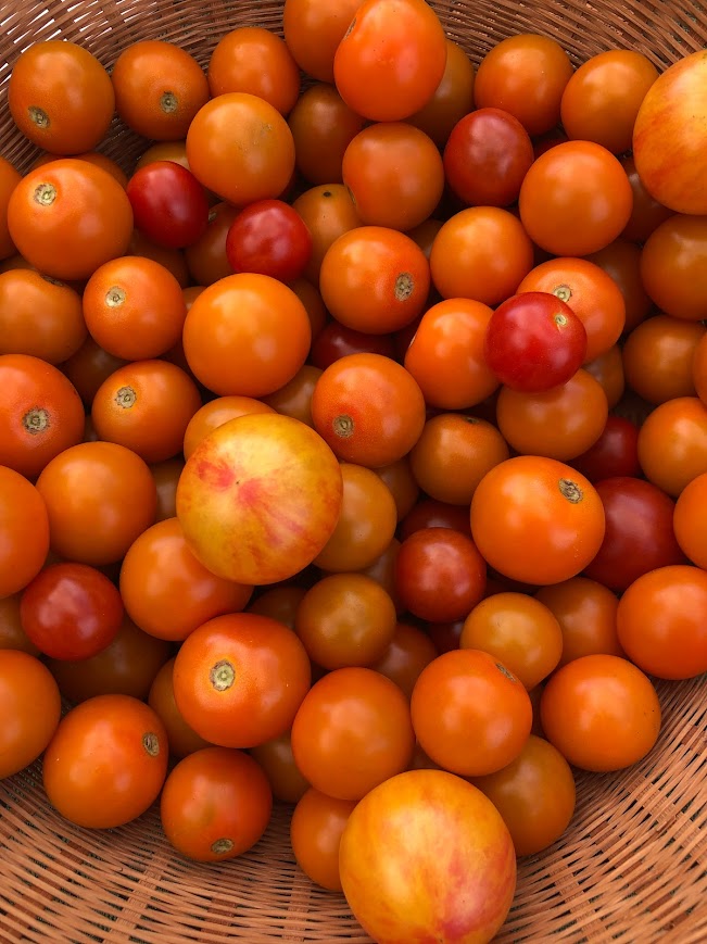Sungold Cherry tomato 6-pack
